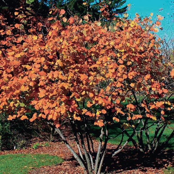American Hazelnut : 20 Foot