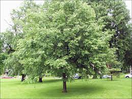 American Hophornbeam : 5.5 Inch