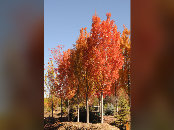 Armstrong Gold Maple : 6 Inch