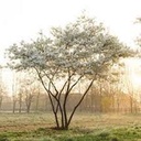 Ballerina Serviceberry MS : 9 Foot