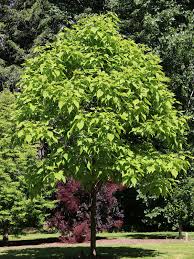Heartland Catalpa ® : 1.5 Inch