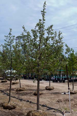 Honey Gold Apple : 5 Inch