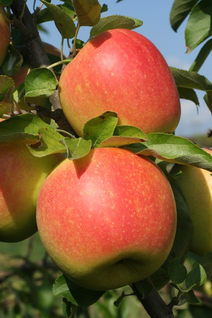 Honeycrisp Apple : 4.5 Inch