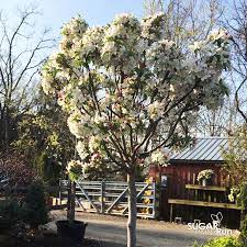 Lancelot Crabapple : 4 Inch