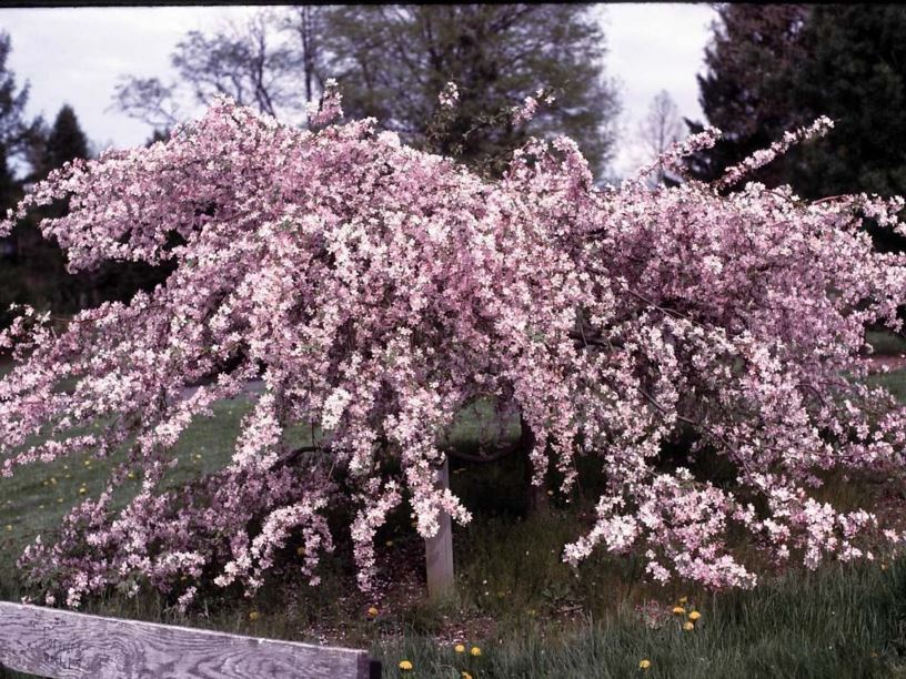 Louisa Crabapple : 4.5 Inch