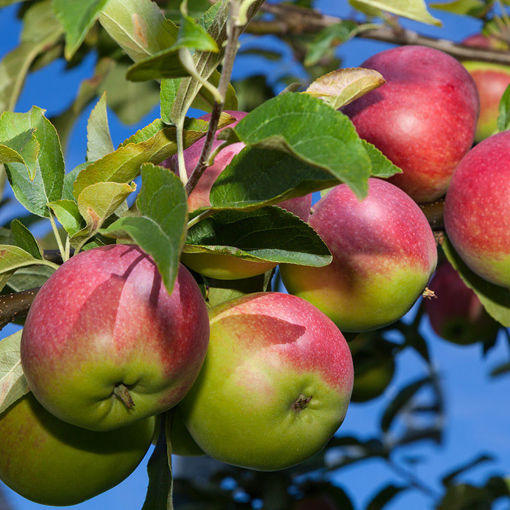 McIntosh Apple : 4 Inch