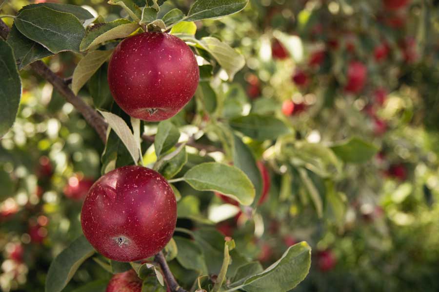 Red Delicious Apple : 5 Inch