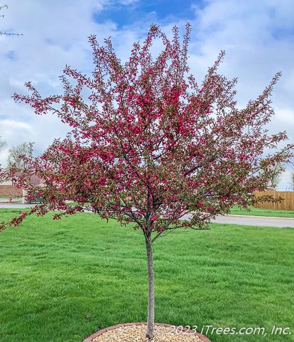Royal Raindrops Crabapple MS ® : 15 Foot