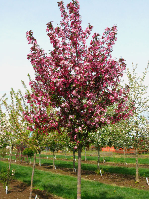 Ruby Dayze Crabapple : 1.75 Inch