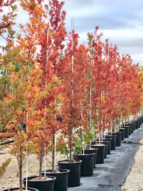 Scarlet Letter Oak ™ : 1.5 Inch