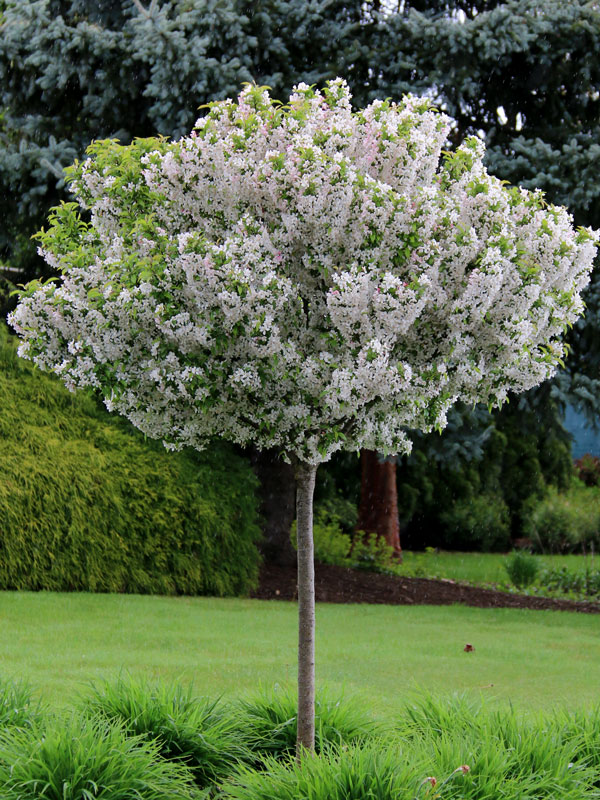 Sparkling Sprite® Crabapple : 6 Inch