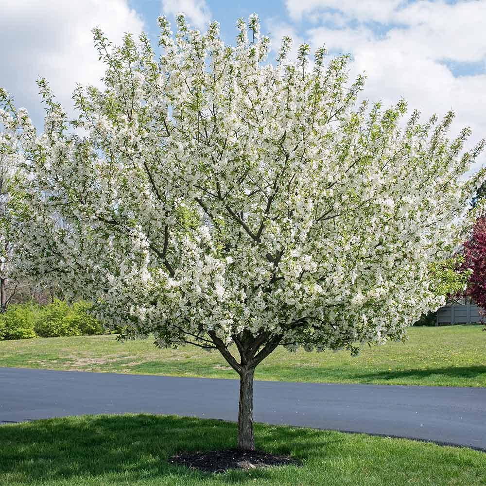 Sugar Tyme Crabapple ® : 3.5 Inch