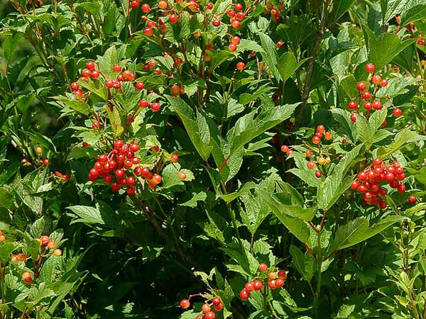 Alfredo American Cranberry Viburnum : 5 Gallon