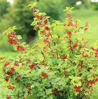 Alpine Currant : 3 Gallon