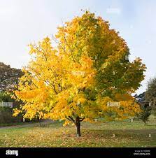 American Yellowwood : 2 Inch