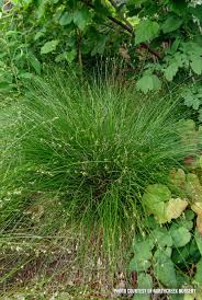 Appalachian Sedge Grass : 1 Gallon