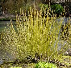 Arctic Fire Yellow Dogwood ® PW : 3 Gallon