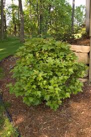 Bailey Compact Viburnum : 5 Gallon