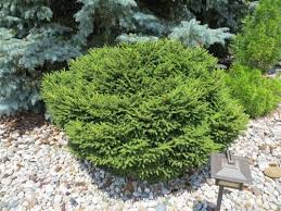 Bergmans Gem Spruce : 48 Inch