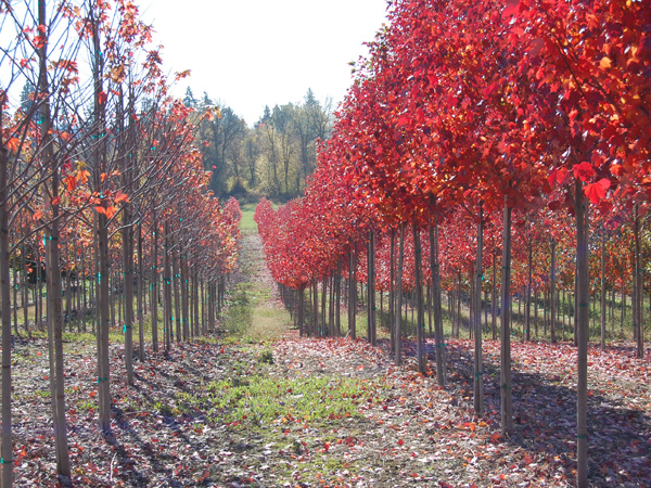 Brandywine Maple : 1.5 Inch