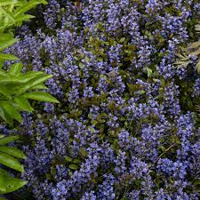 Chocolate Chip Ajuga/Buggleweed : 4 Inch Pot