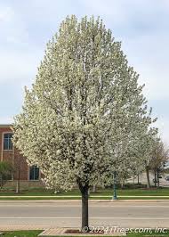 Cleveland Select Pear : 2.5 Inch