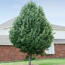 Cleveland Select Pear : 3.5 Inch