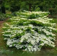 Compactum Viburnum : 2 Foot