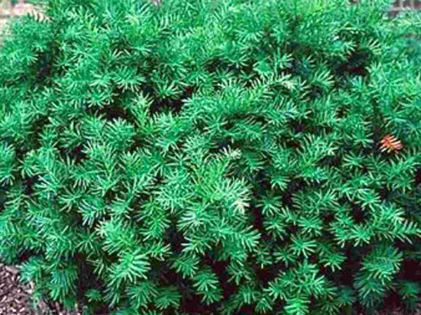 Dense Yew : 30 Inch