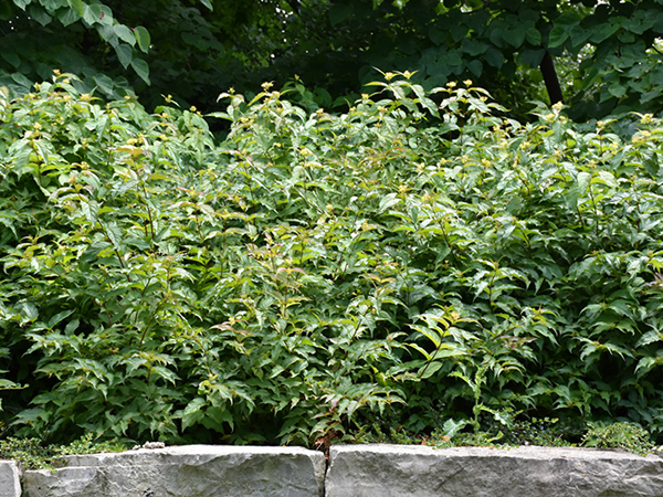 Dwarf Bush Honeysuckle : 3 Gallon