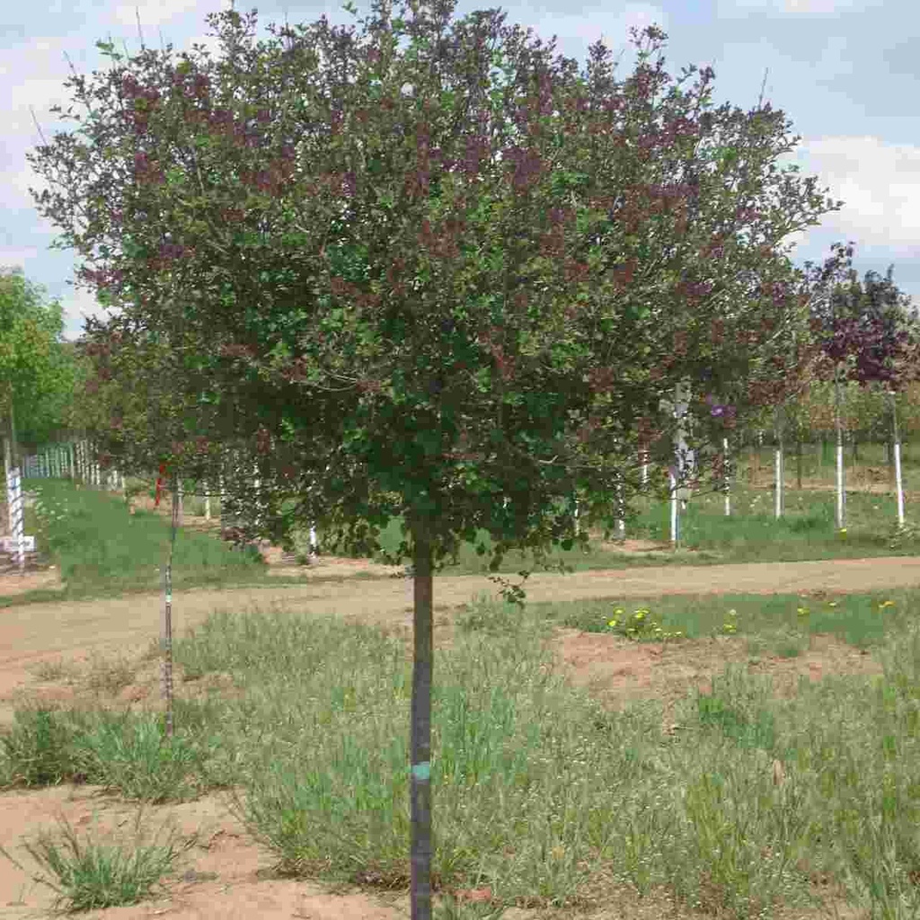 Dwarf Korean Lilac on STD : 15 Gallon