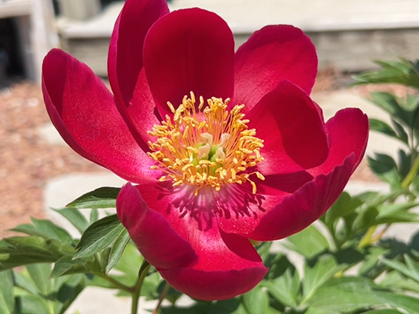 Early Scout Peony : 2 Gallon