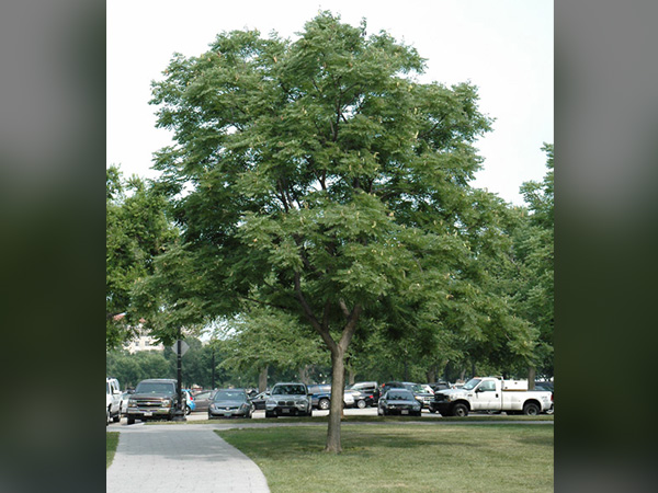 Espresso Coffeetree : 1.5 Inch