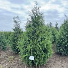 Excelsa Western Arborvitae : 5 Foot