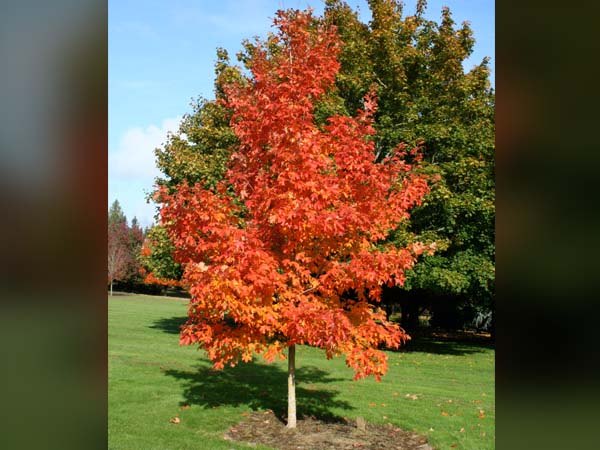 Fall Fiesta Sugar Maple : 3.5 Inch