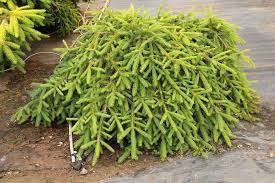 Farnsburg Spruce : 7 Foot