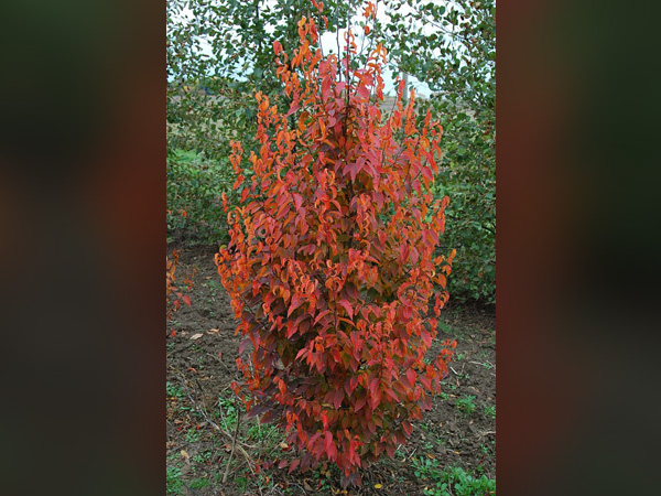 Firespire American Hornbeam : 2 Inch