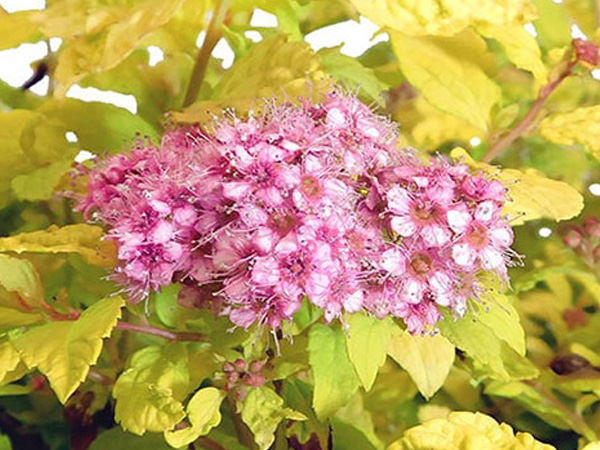 Goldmound Spirea : 3 Gallon