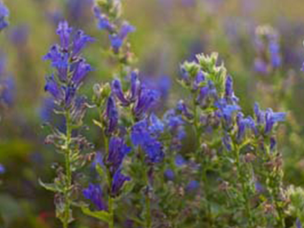 Great Blue Lobelia : 1 Gallon