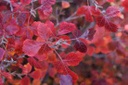 Gro-Low Fragrant Sumac : 3 Gallon