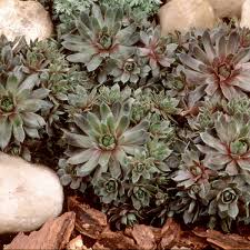 Hens and Chicks Stonecrop : 4 Inch Pot