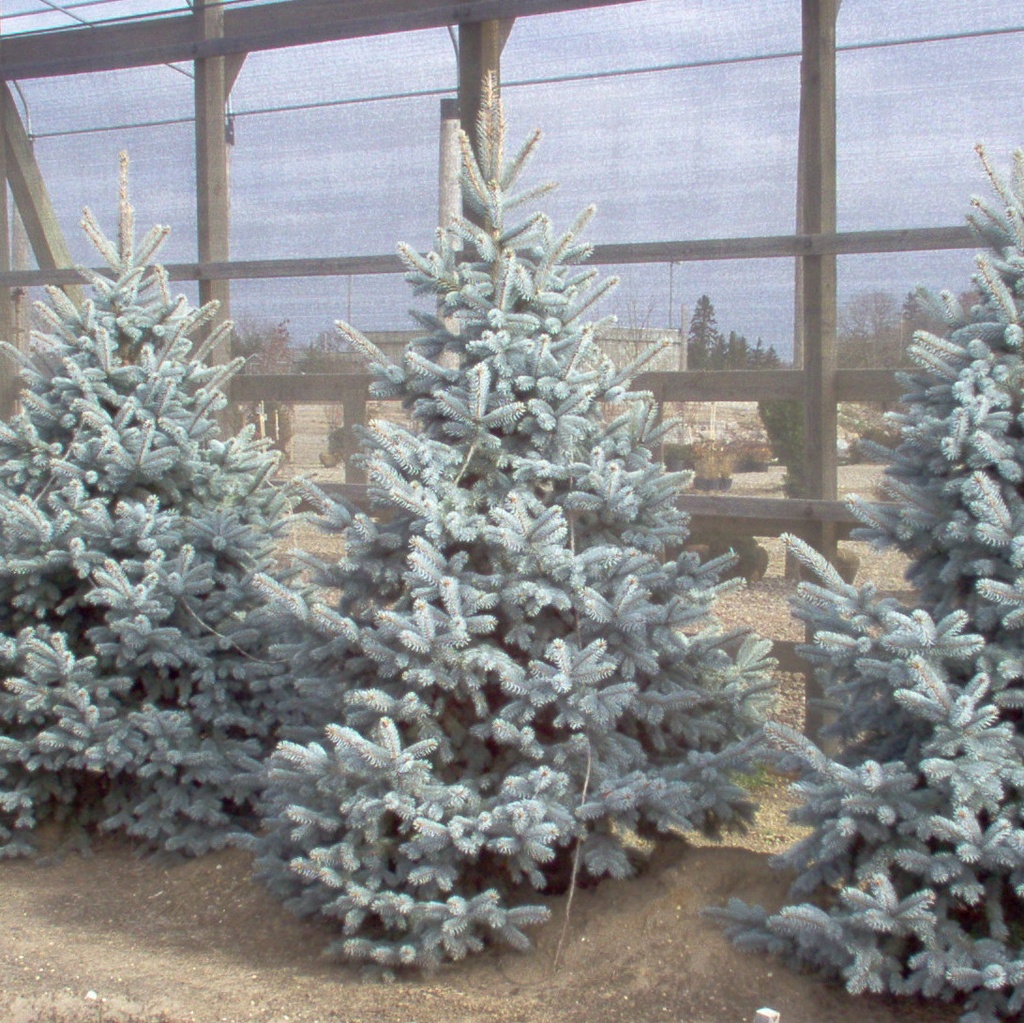 Hoops Colorado Spruce : 10 Foot