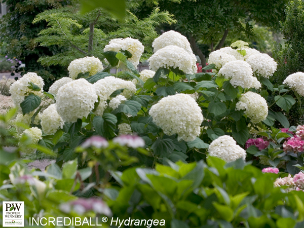 Incrediball Hydrangea ® PW : 5 Gallon