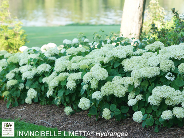 Invincibelle Limetta Hydrangea ® PW : 3 Gallon