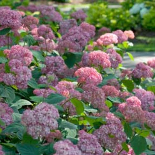 Invincibelle Ruby ® Hydrangea : 3 Gallon