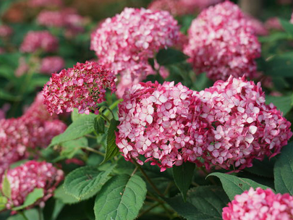 Invincibelle® Ruby Hydrangea : 3 Gallon