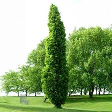Kindred Spirit Oak : 2.5 Inch