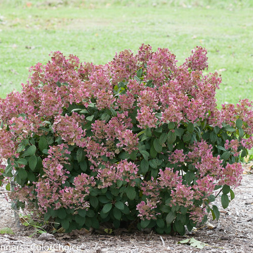 Little Quick Fire Hydrangea ® PW : 3 Gallon