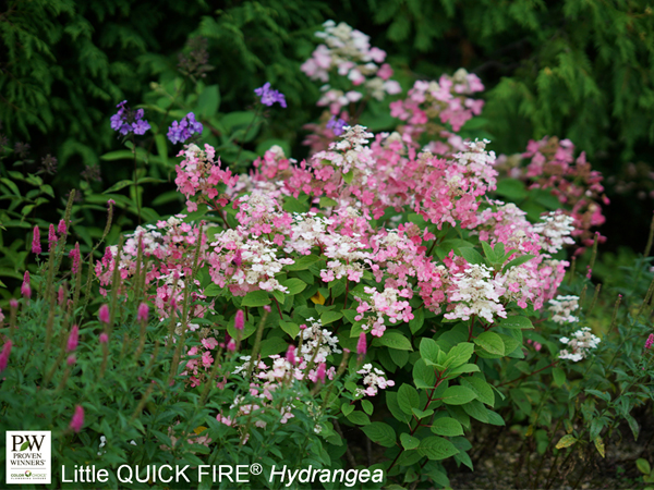 Little Quick Fire® Hydrangea : 3 Gallon