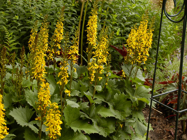 Little Rocket Ligularia : 2 Gallon